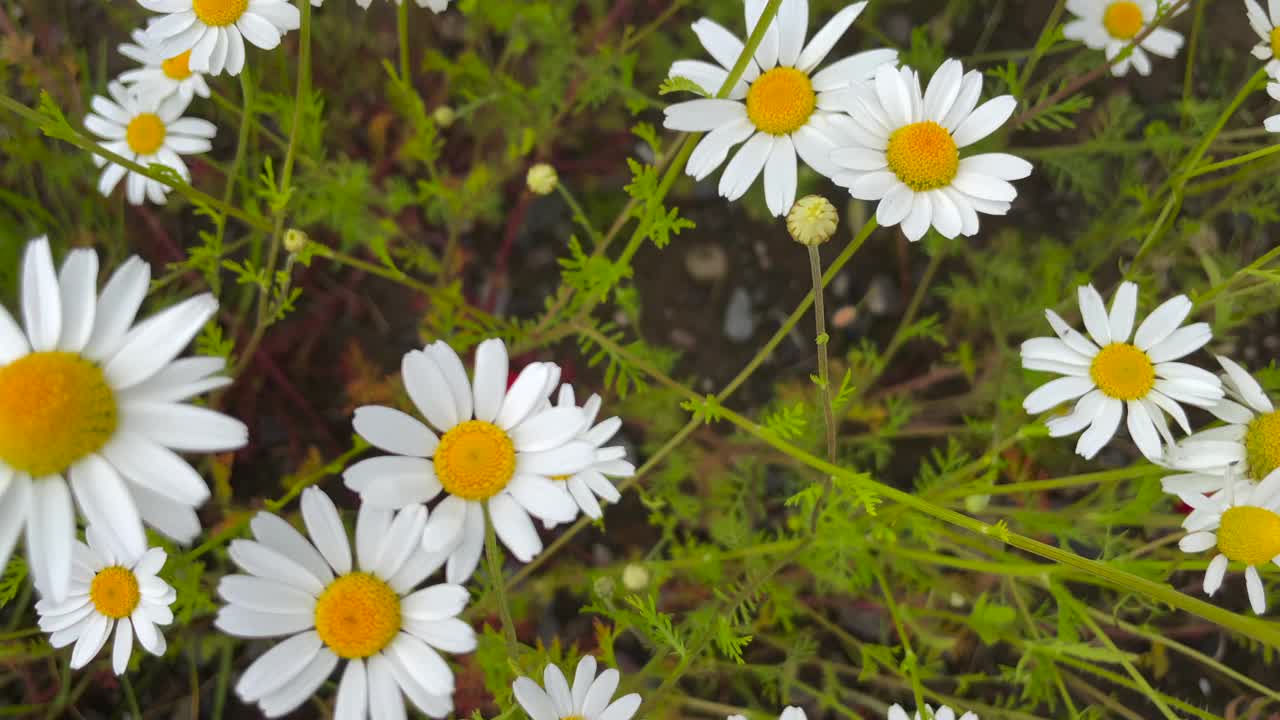 白色的雏菊。田野里的白色雏菊在风中摇曳。概念:自然，花卉，春天，生物，动物，环境，生态系统视频素材