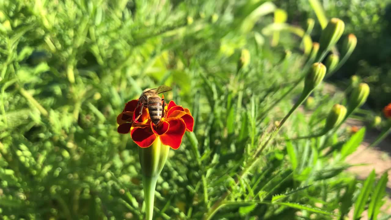 蜜蜂从花中采蜜视频素材