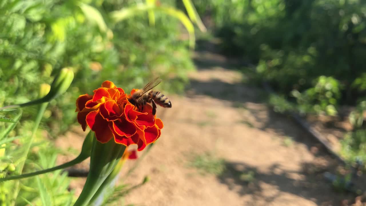 蜜蜂在红花上采蜜视频素材