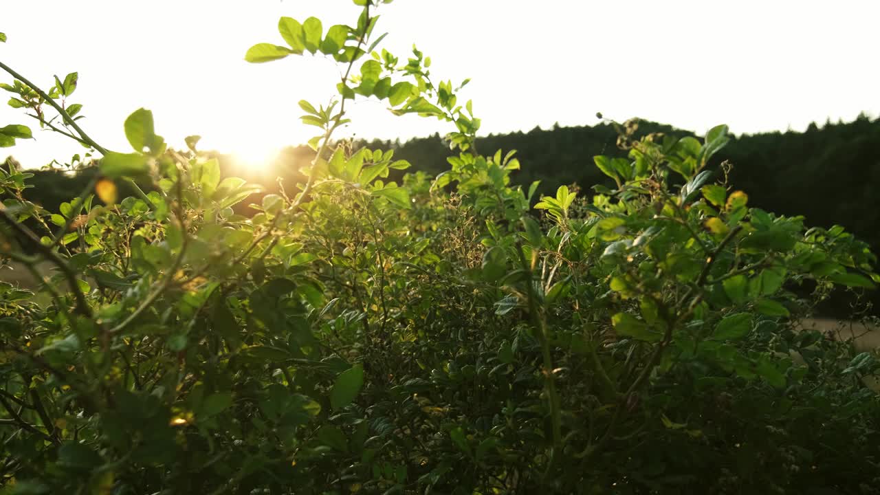 在金色日落波兰景观的高草灌木丛和灌木的绿色田野草地视频素材