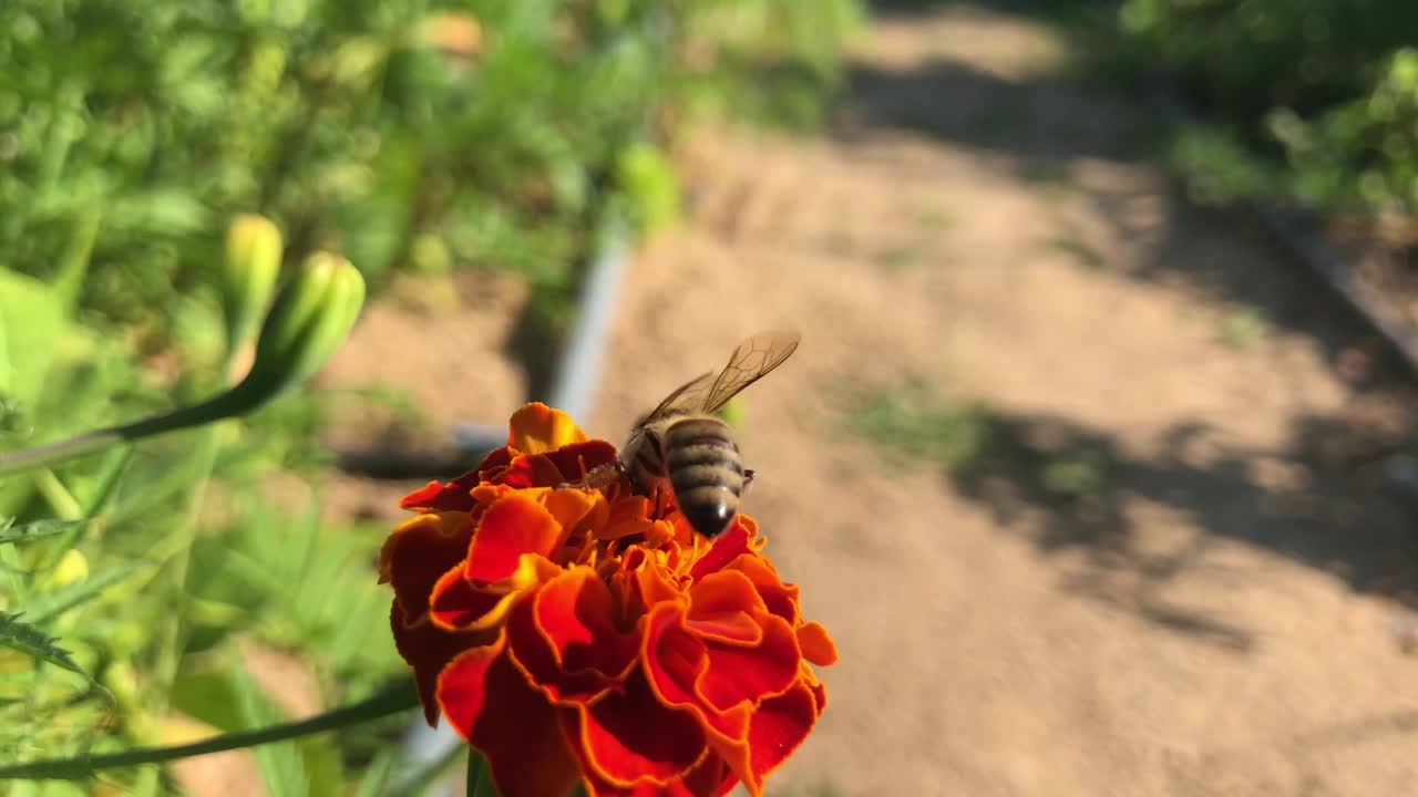 蜜蜂在红花上采蜜视频素材