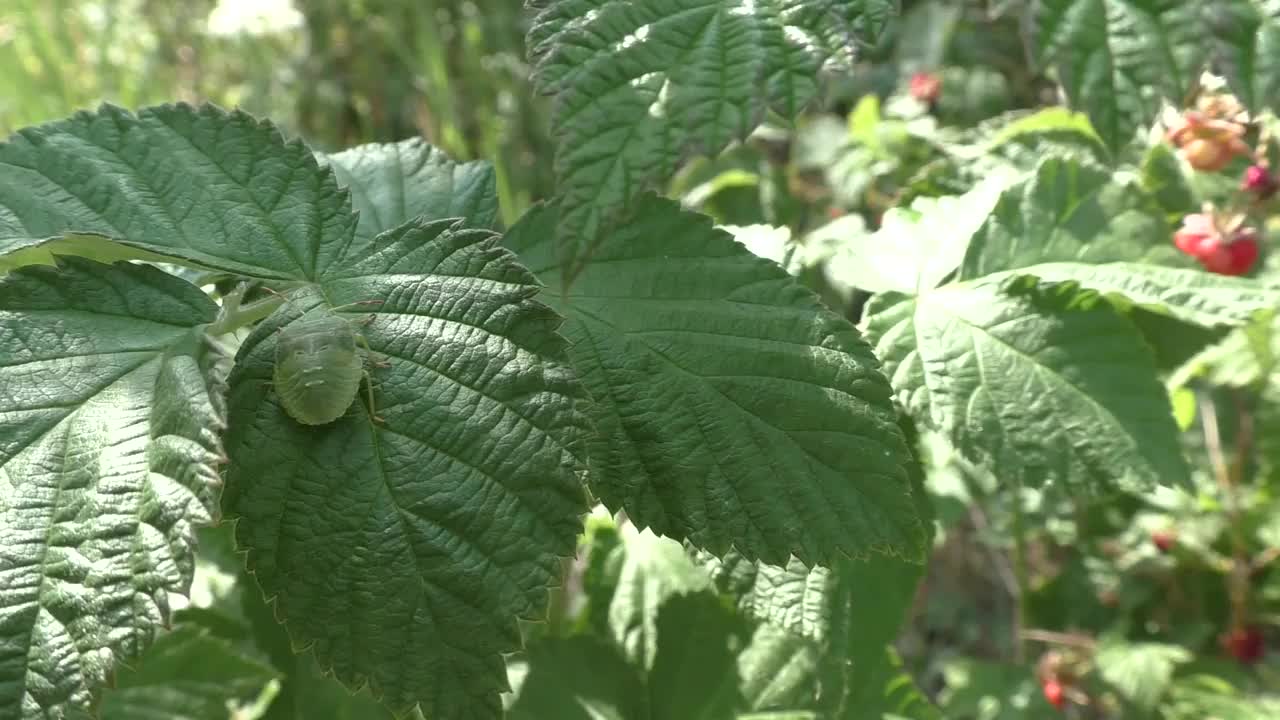 绿臭虫(棘体虫科)是半翅目的一科，俗称“盾虫”，是臭虫的一科，约有200种。它有一个椭圆形，细长的形状和明亮的绿色。视频素材