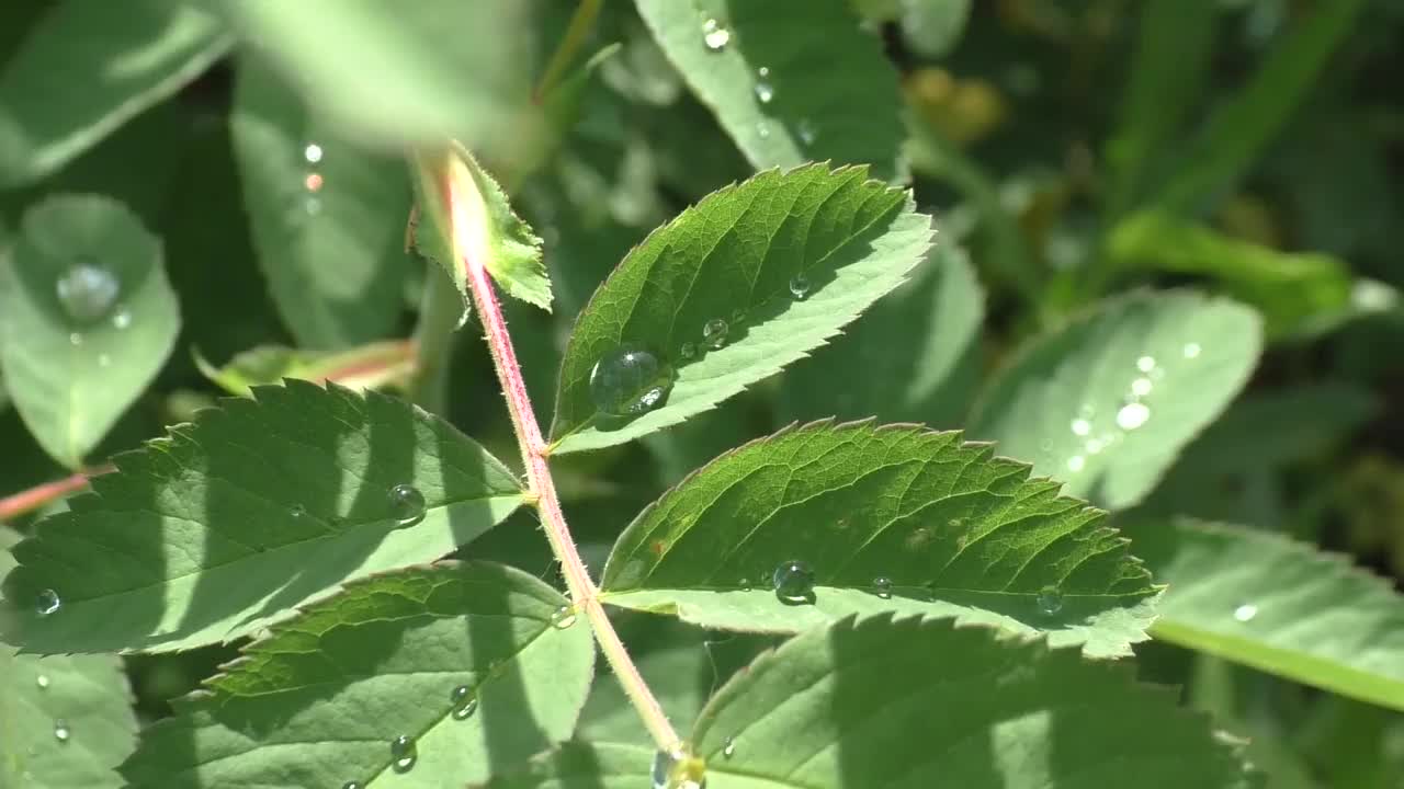 夏草上的晨露在阳光的照耀下闪闪发光。在一年的夏天和秋天，观察露珠落在地球表面的情况是最常见的。视频素材