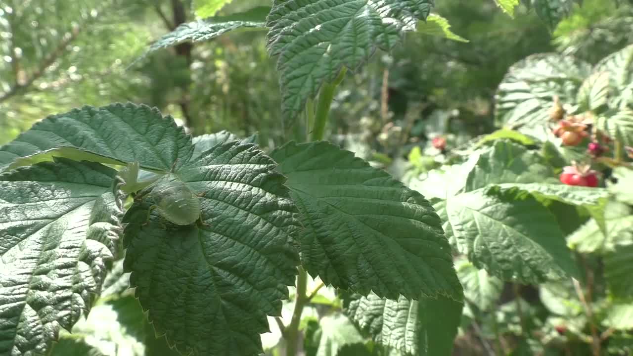 绿臭虫(棘体虫科)是半翅目的一科，俗称“盾虫”，是臭虫的一科，约有200种。它有一个椭圆形，细长的形状和明亮的绿色。视频素材