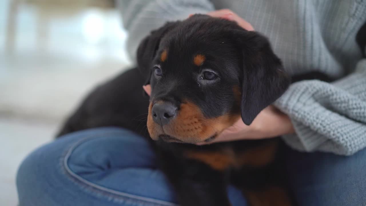 罗威纳犬躺在女人的手里视频素材