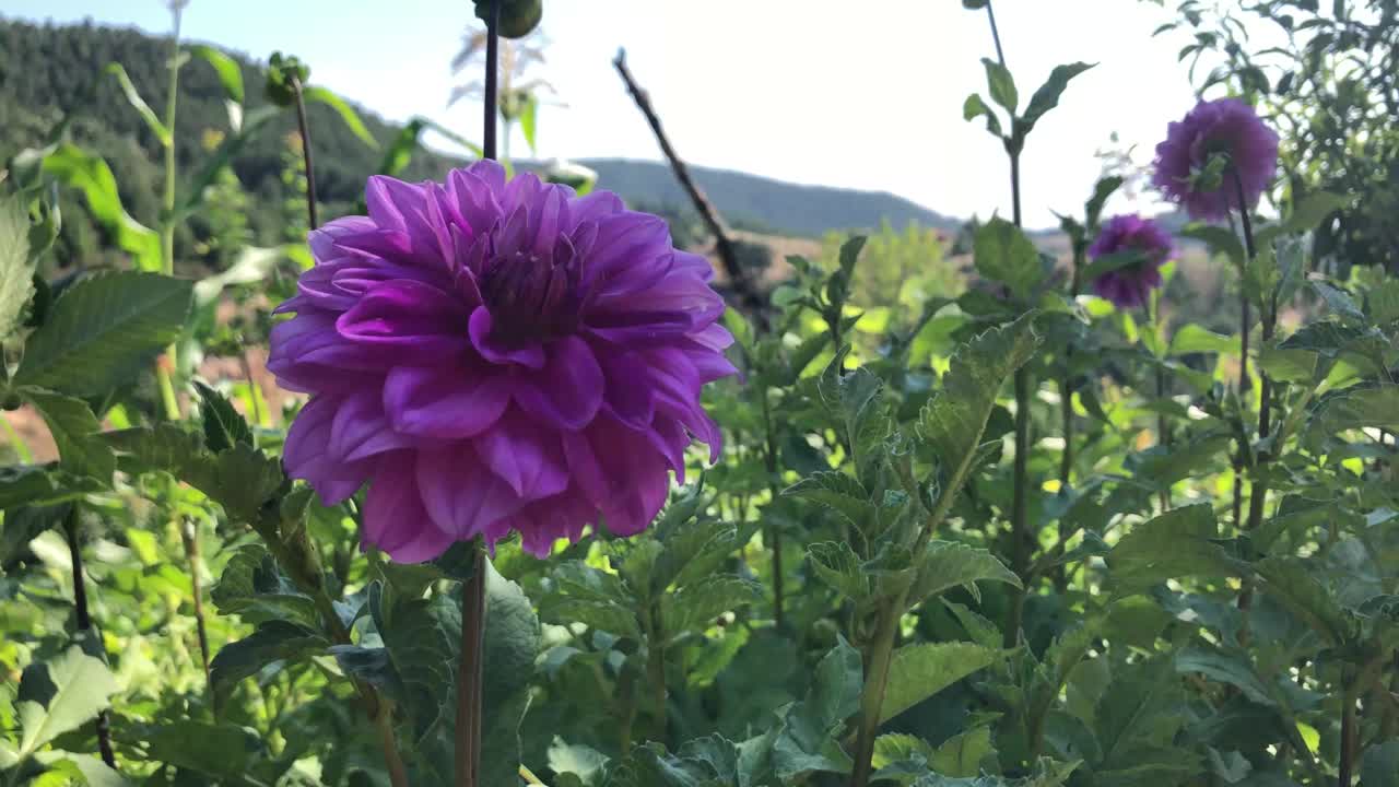 花园里开着紫色的花视频素材