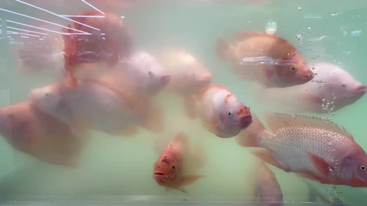 在鱼市的水族箱里买鱼视频素材