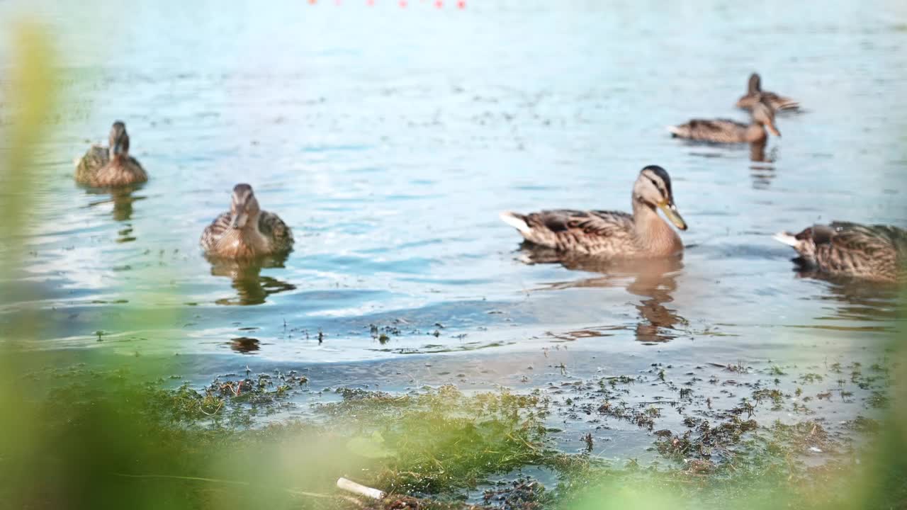 一群野鸭在湖上游泳视频素材