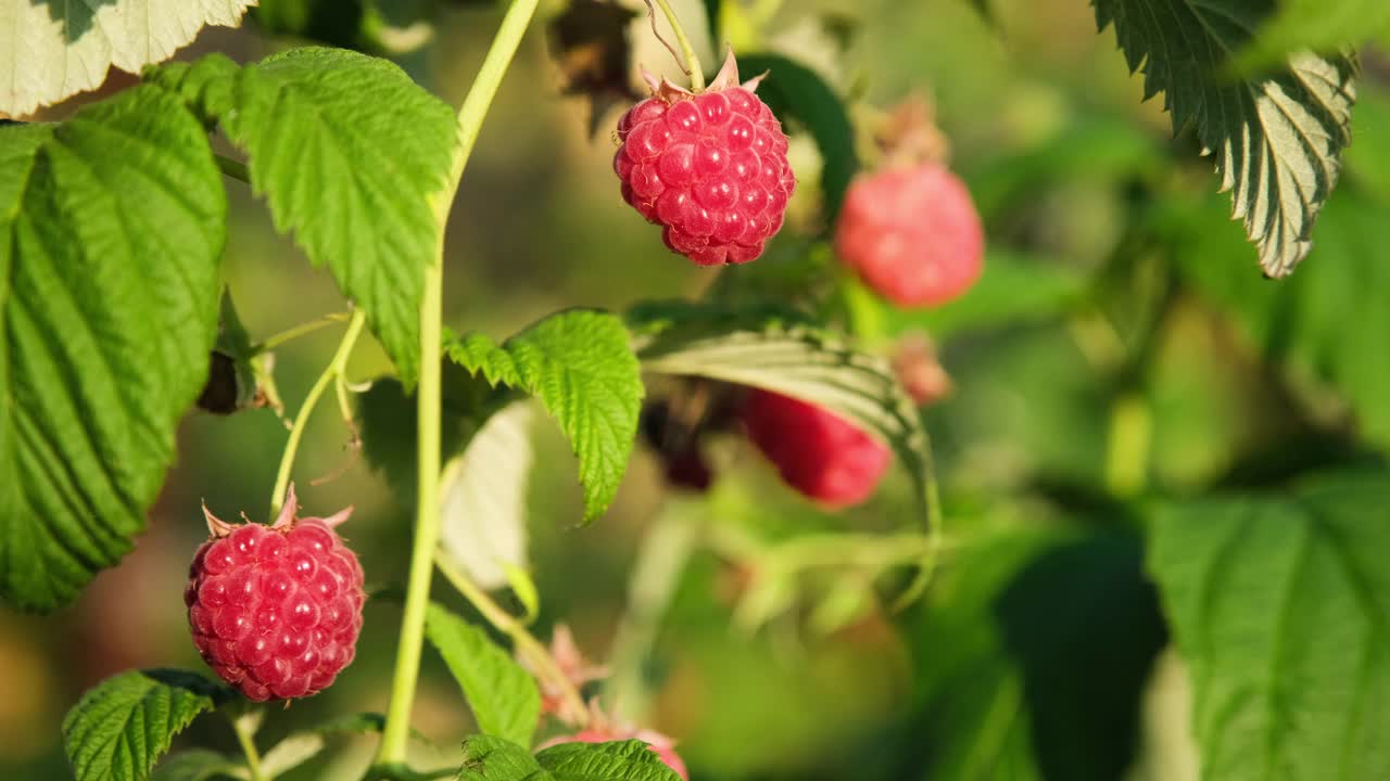 红色和粉红色的熟树莓在风中摇摆。花园里树枝上的覆盆子。健康食品有机营养接近4k分辨率的视频横幅。视频素材