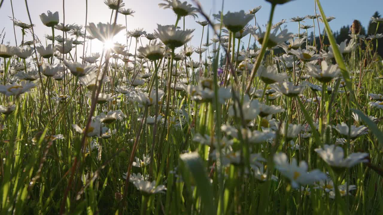 清晨的阳光穿透了白色和黄色的雏菊花。夏日的早晨，草地上开满了鲜花。视频素材