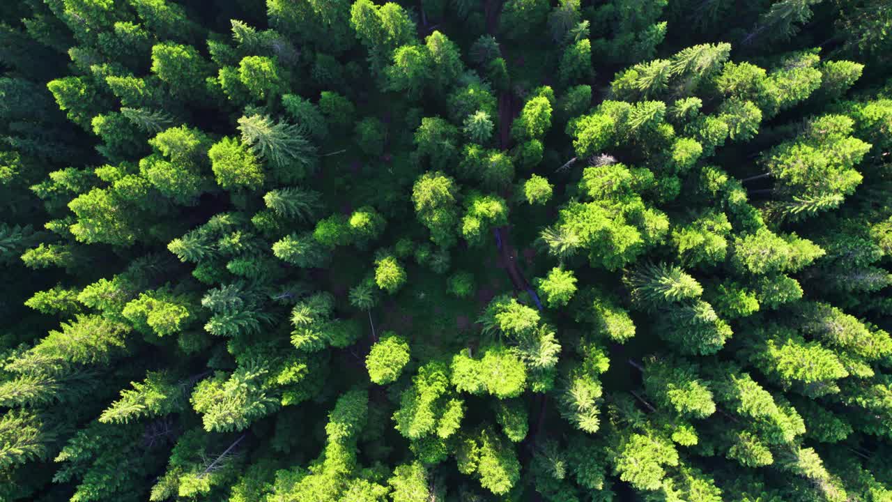 绿色森林航空自上而下的观点背景。在晨光中飞过树梢。欧洲高地森林视频素材