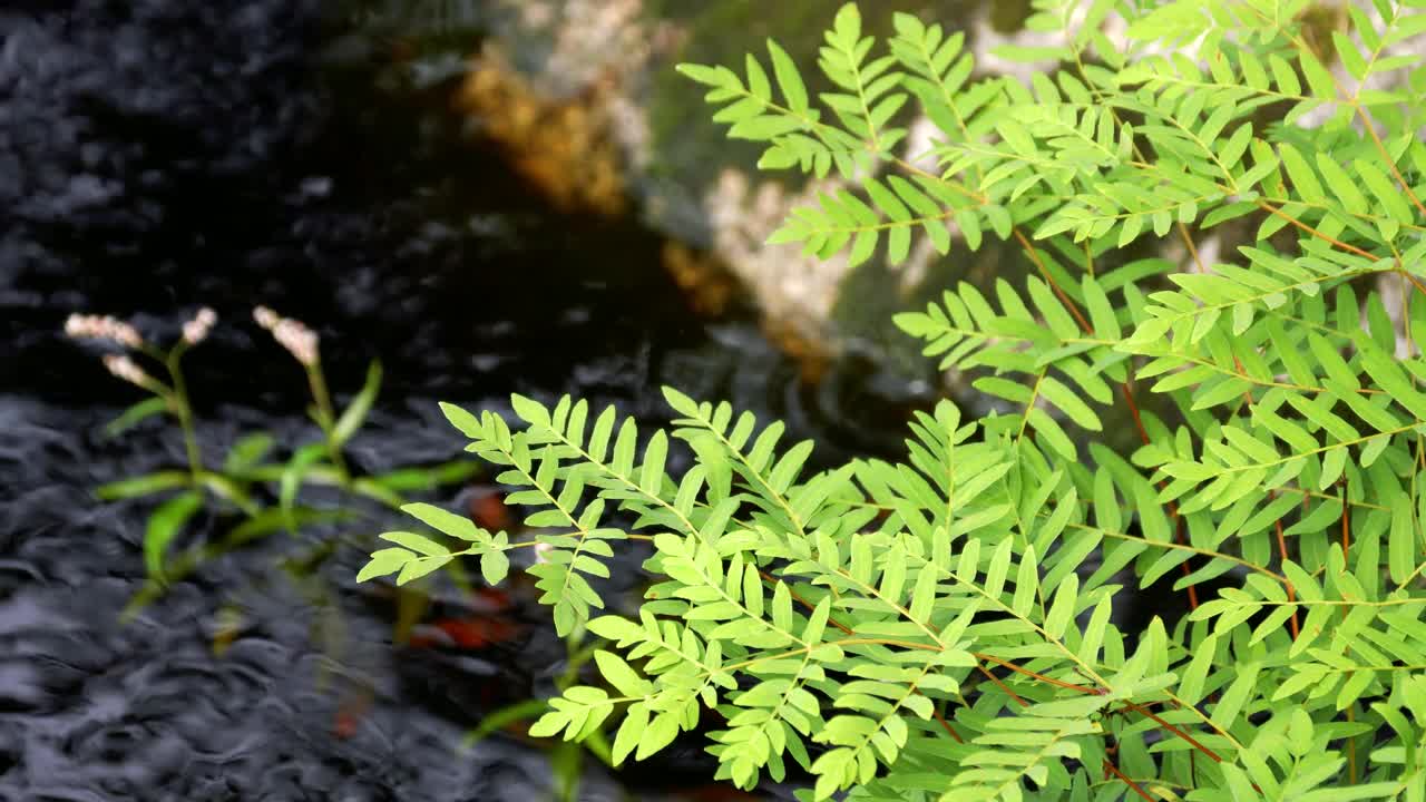 小溪边的蕨类植物视频素材