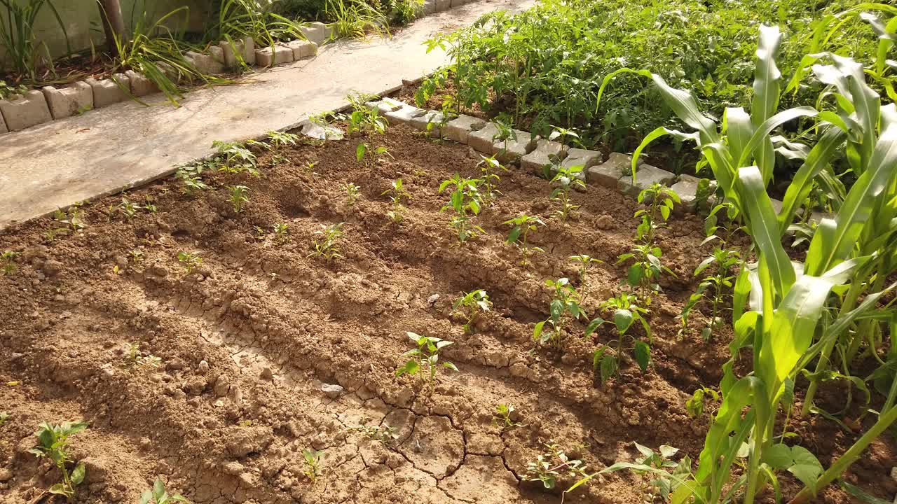 滑动运动在一个农民的花园玉米，胡椒，西红柿和蔬菜的花园视频素材