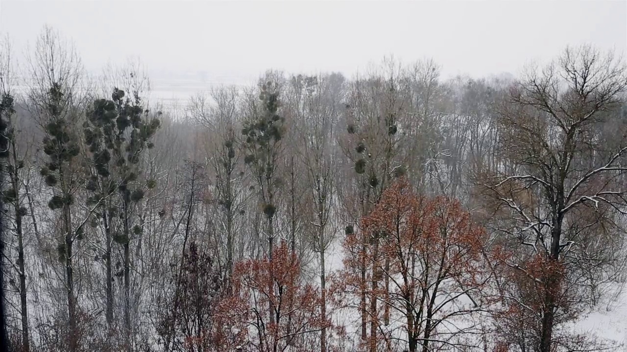 公园上空有暴风雪视频下载