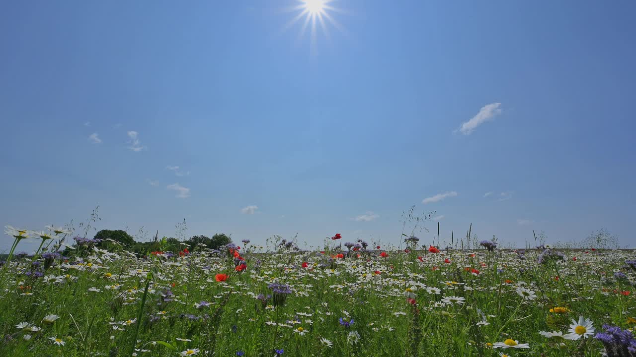 花草甸蜜蜂牧场视频素材