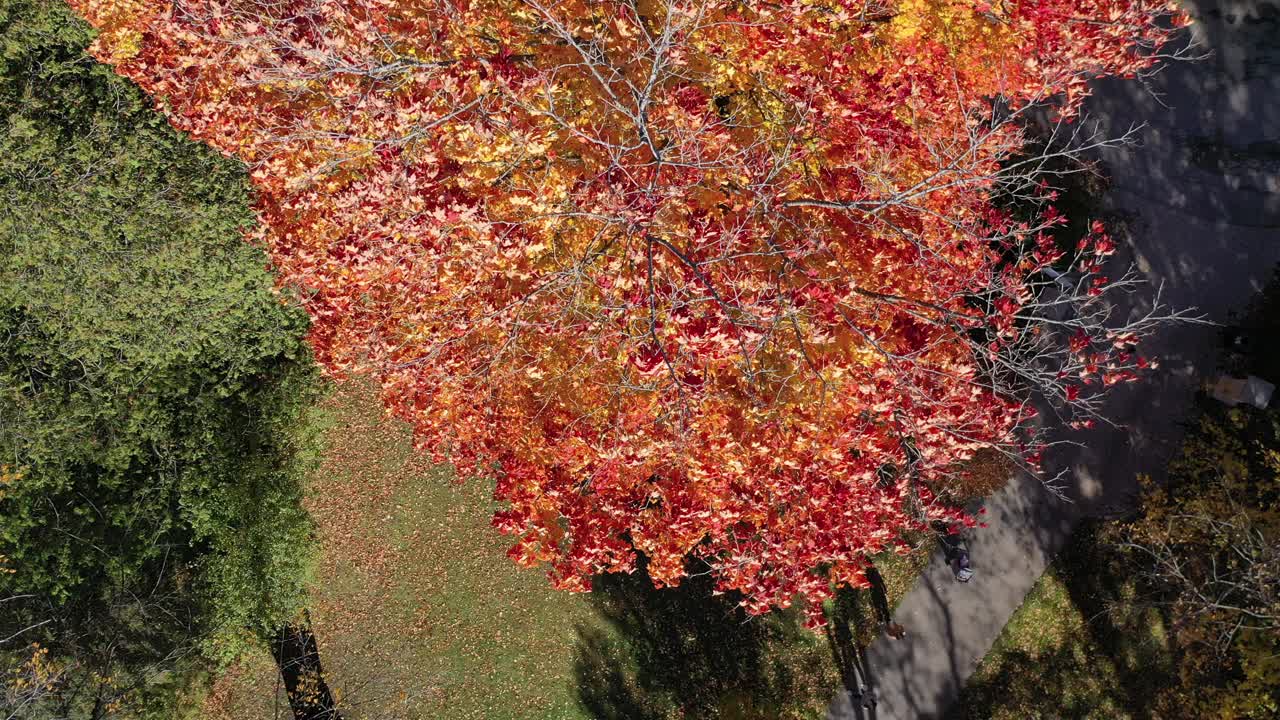 空中市中心埃洛拉和维多利亚公园在惠灵顿县，埃洛拉，加拿大视频素材