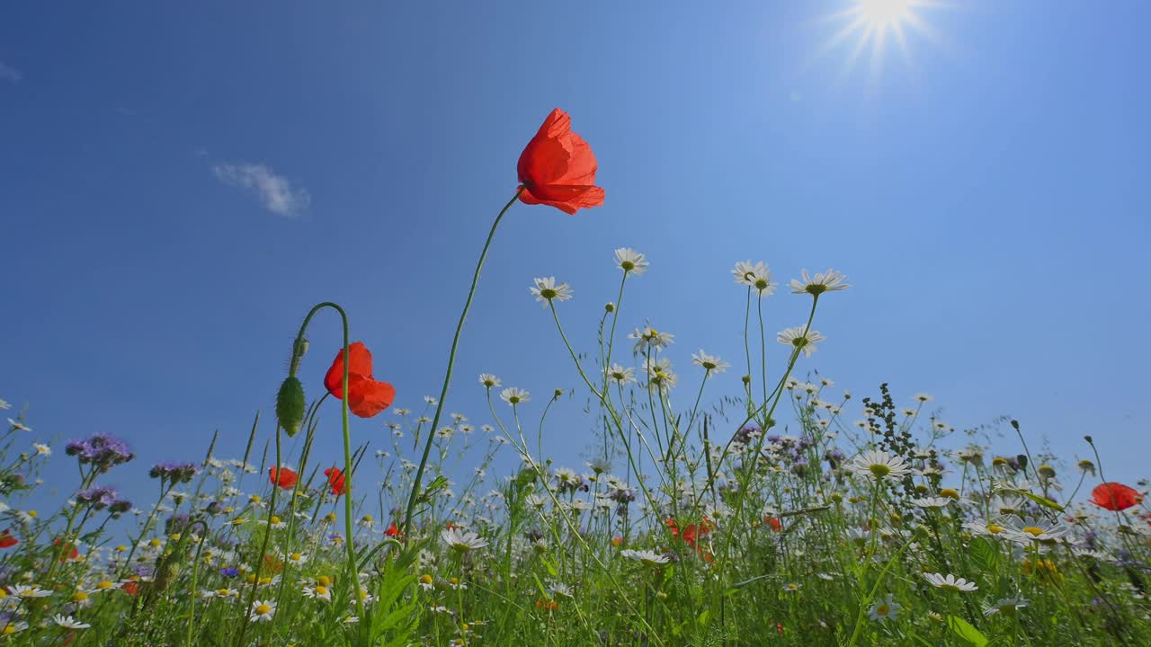 花草甸蜜蜂牧场视频素材