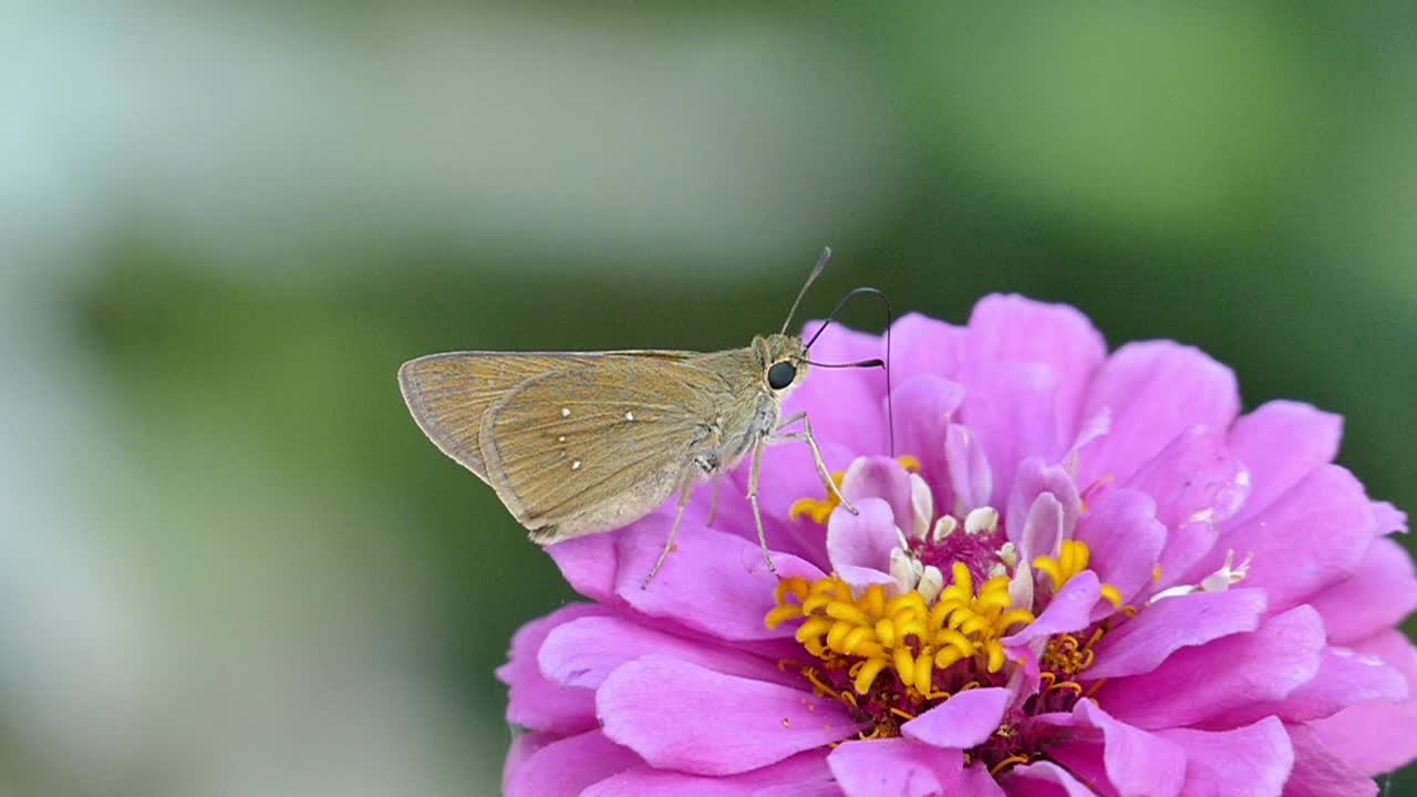 蝴蝶从淡紫色花朵的花瓣中吸取花蜜视频素材