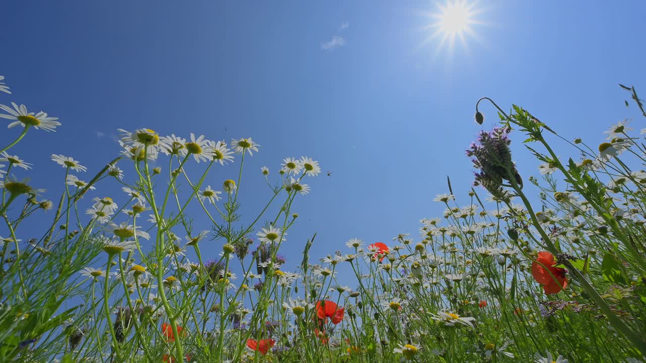 花草甸蜜蜂牧场视频素材