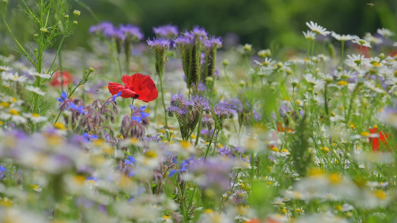 花草甸蜜蜂牧场视频素材