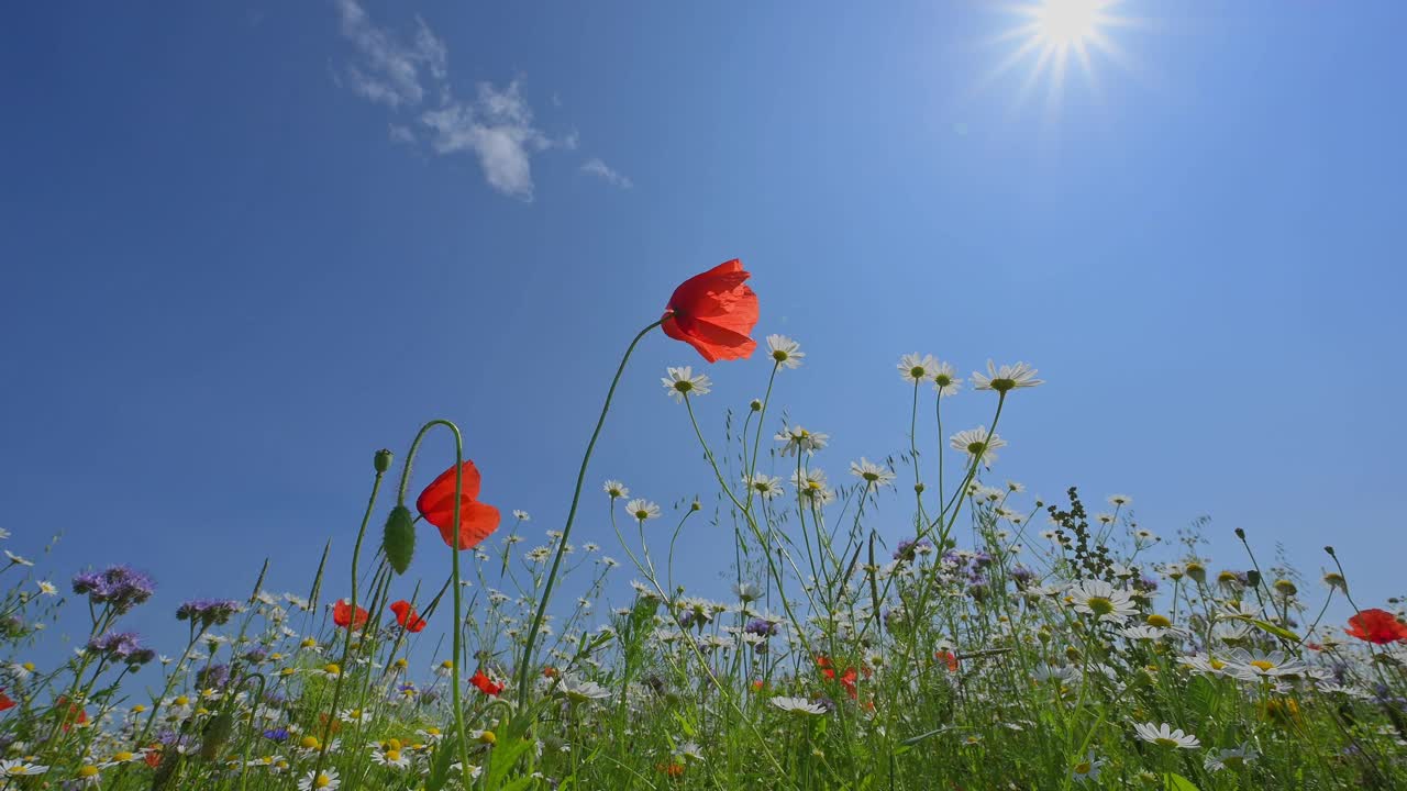 花草甸蜜蜂牧场视频素材