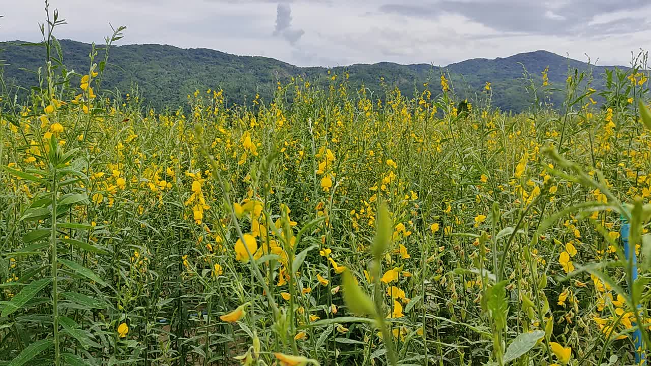 户外黄花田野。视频素材