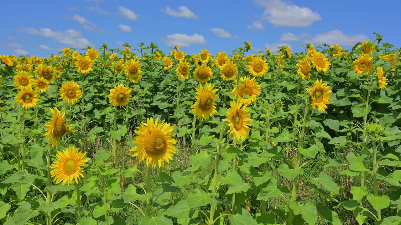 夏天盛开的向日葵视频素材