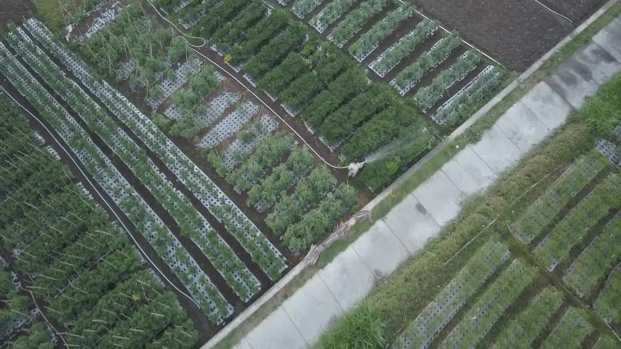 田野和稻田的景色/印度尼西亚巴厘岛视频素材