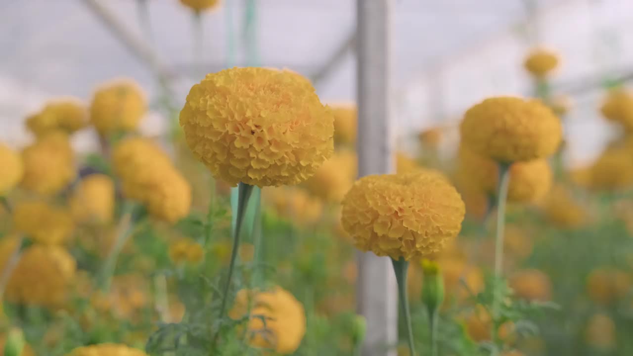 特写的美丽的万寿菊盛开视频素材