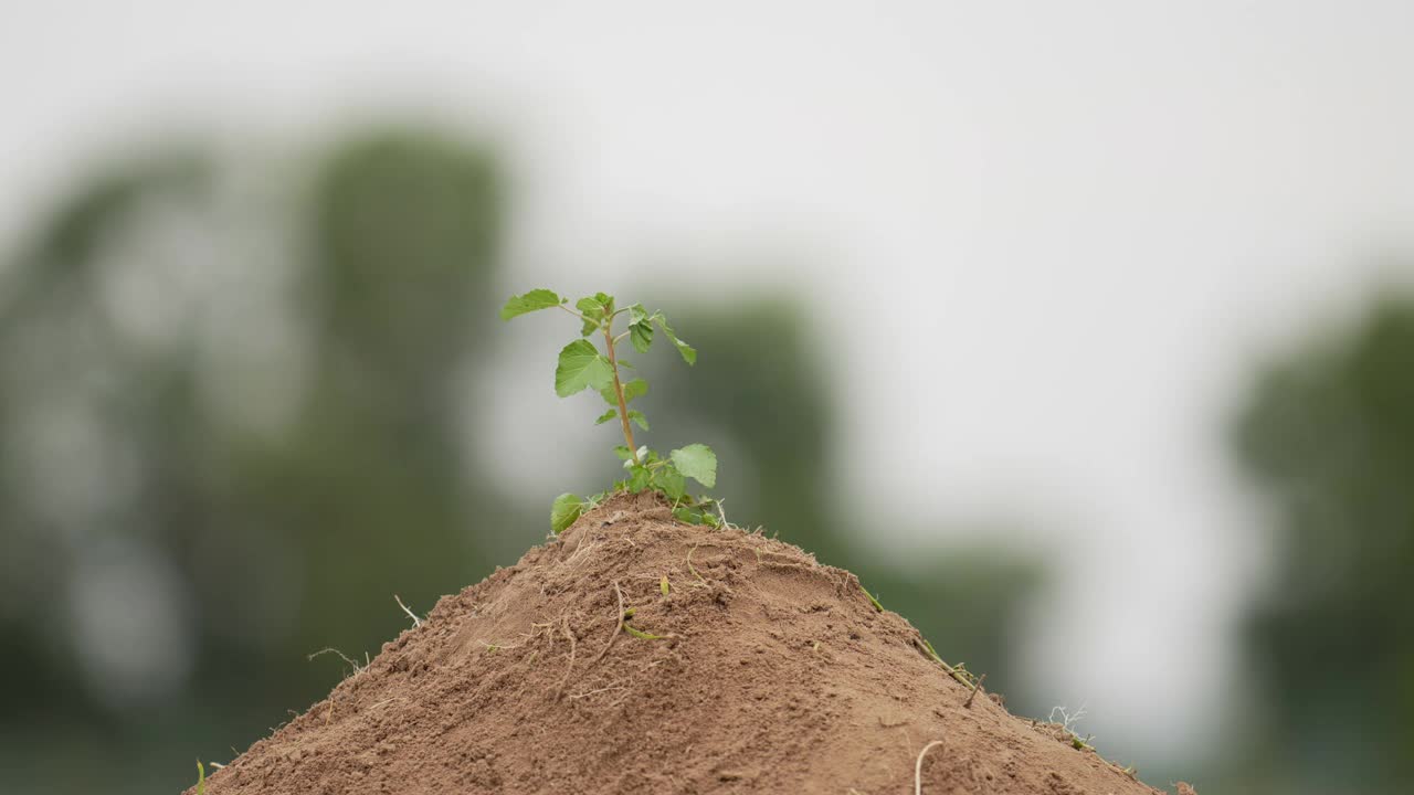 人们用手种植小树视频素材