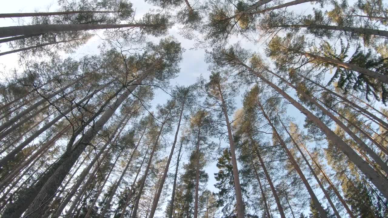 在瑞典，俯瞰令人惊叹的高大森林。视频素材