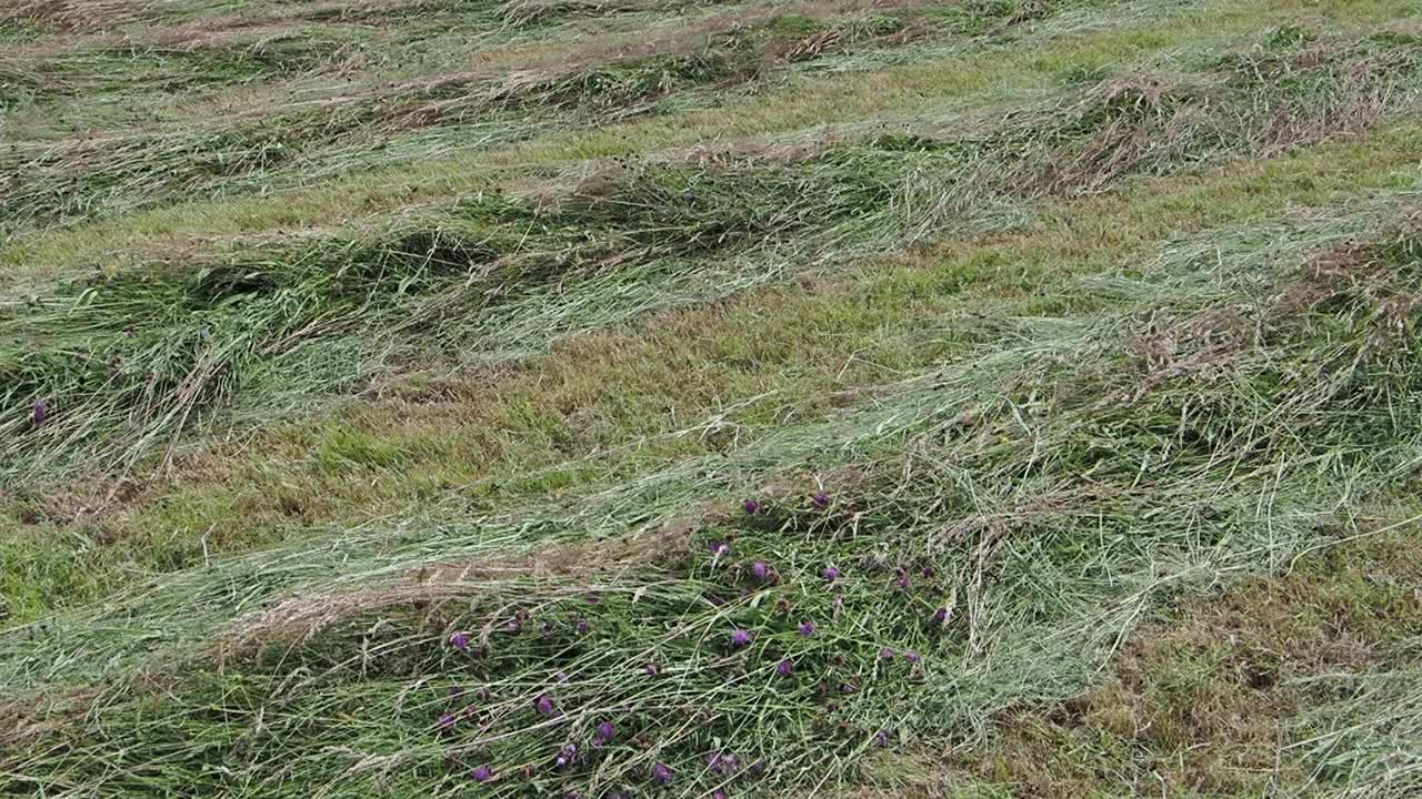 英国湖区安布尔赛德的干草草地。视频素材