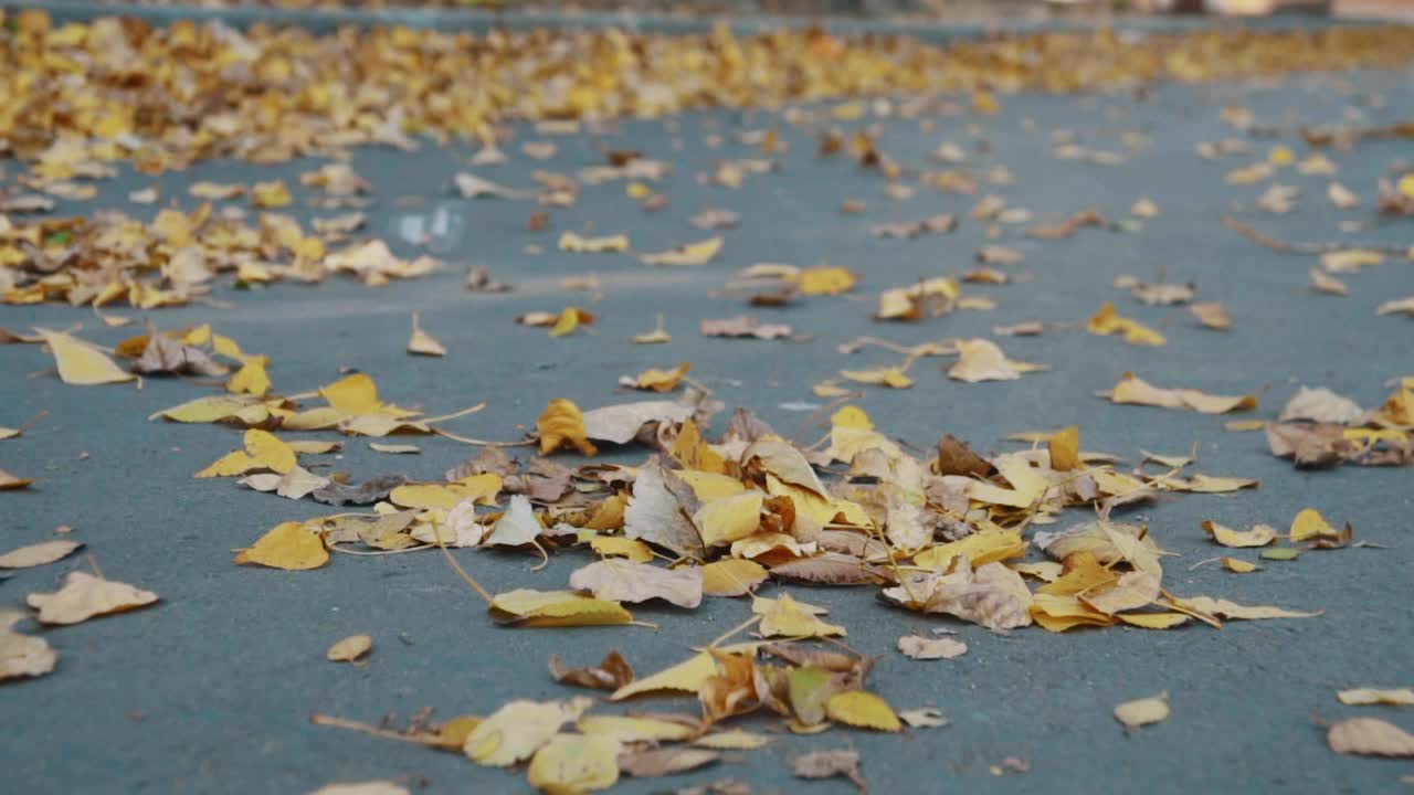 落叶落在柏油路上。视频素材