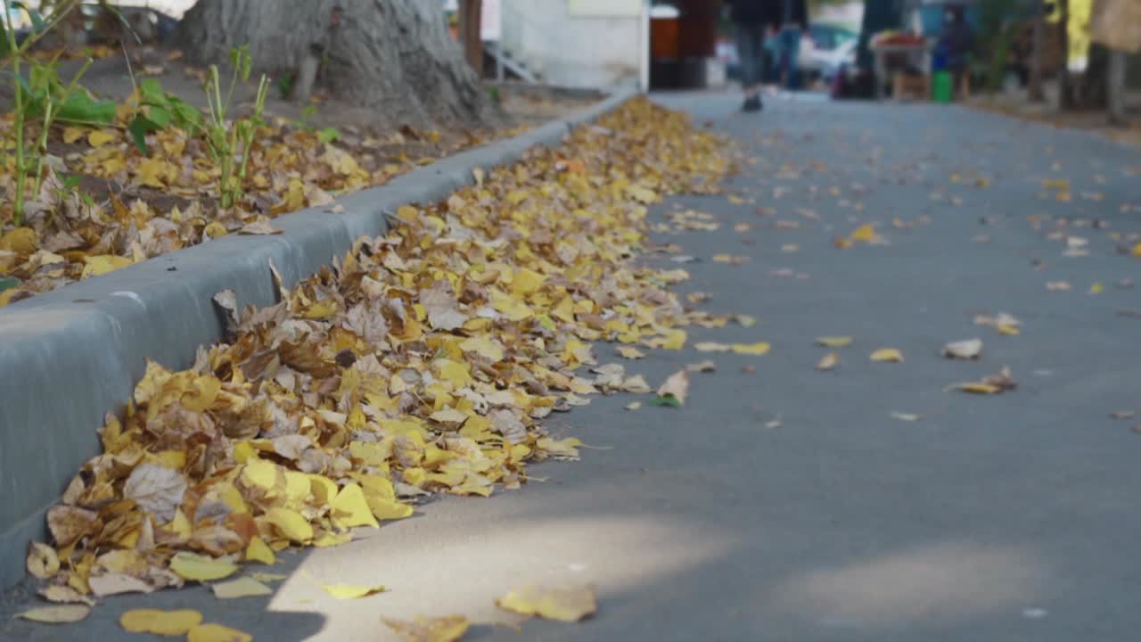 模糊的秋天背景上的黄叶。视频素材