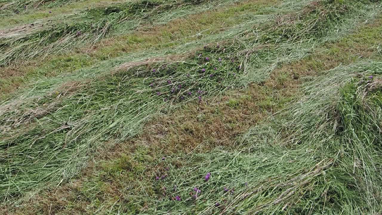 英国湖区安布尔赛德的干草草地。视频素材