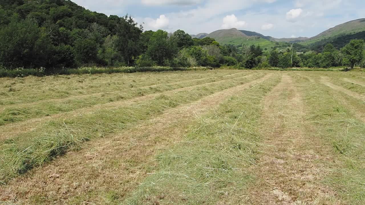 英国湖区安布尔赛德的干草草地。视频素材