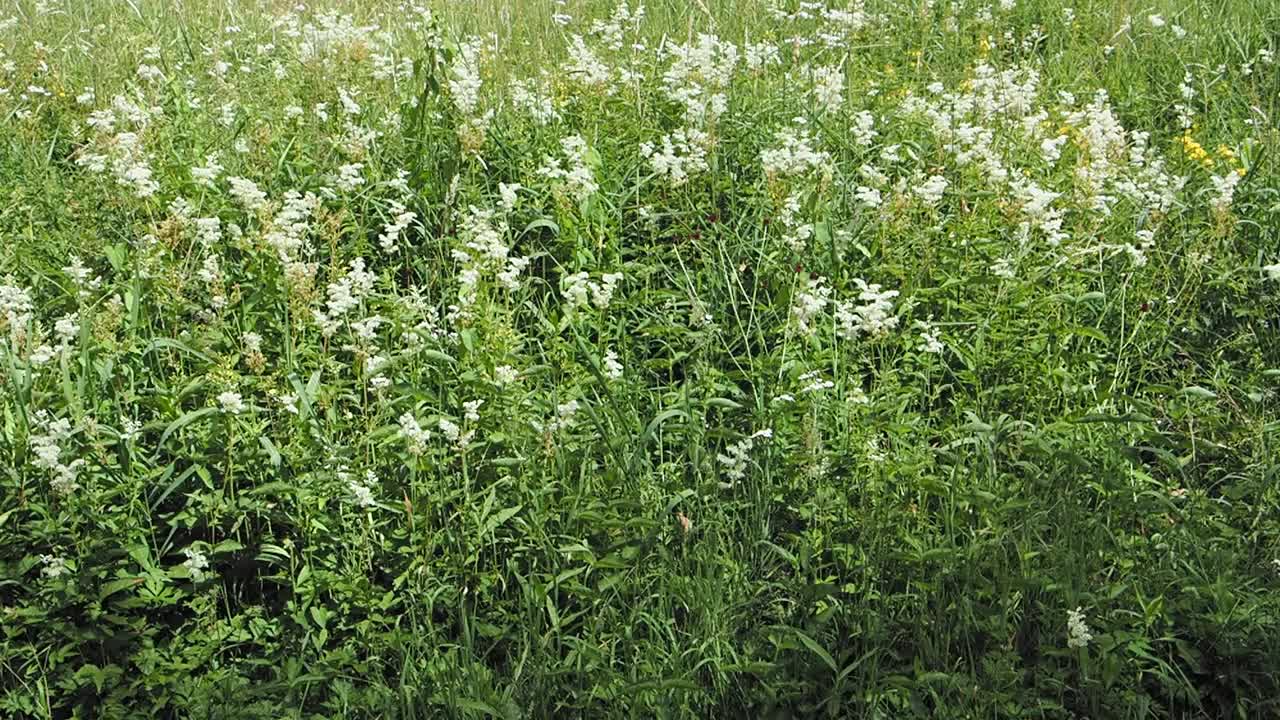 英国湖区安布尔赛德，满是盛开的绣线菊的水草地。视频素材