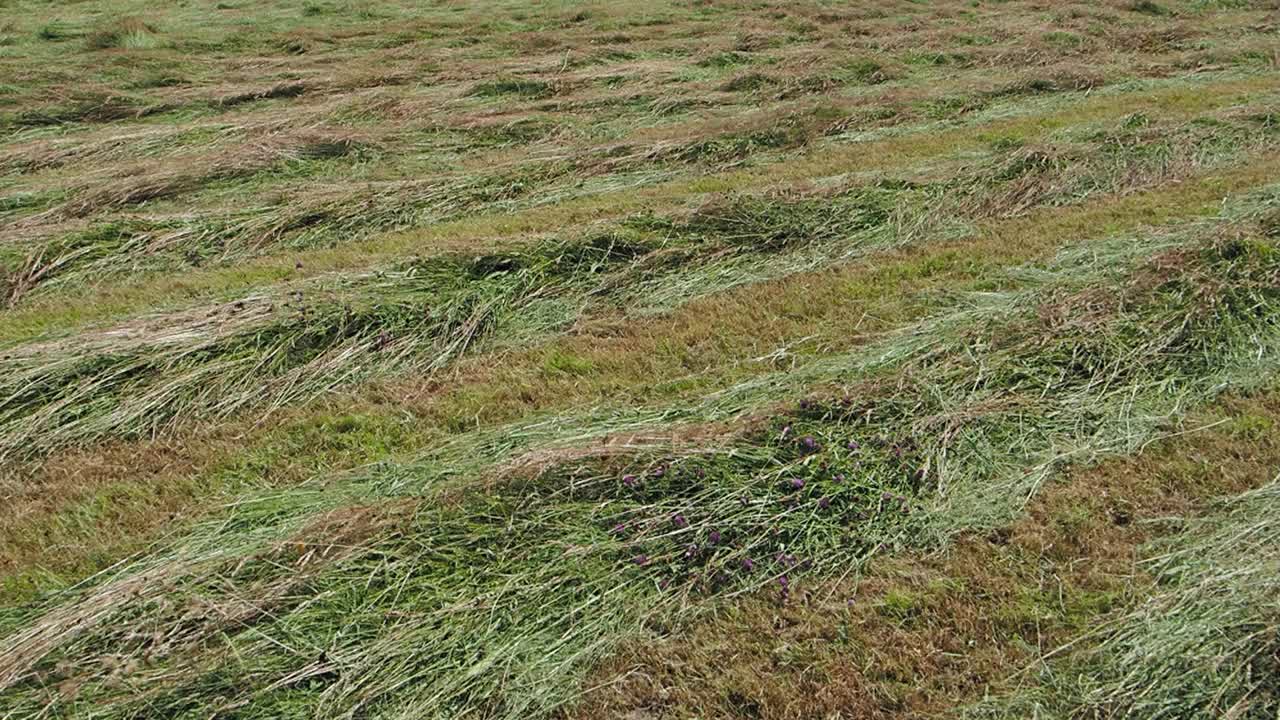 英国湖区安布尔赛德的干草草地。视频素材