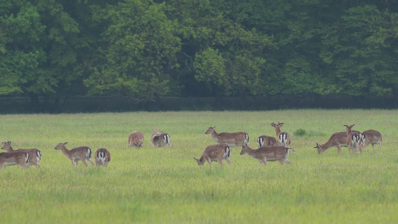 春天使鹿群休养视频素材