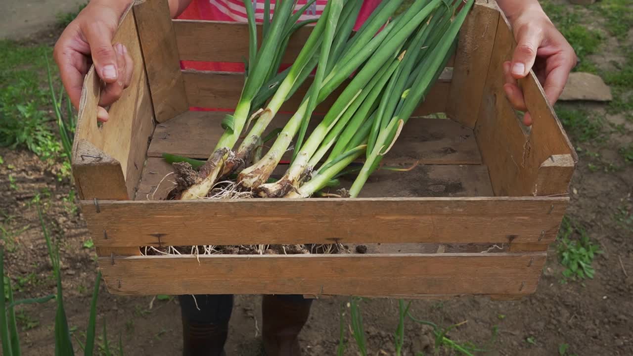 把庄稼扛回家视频素材