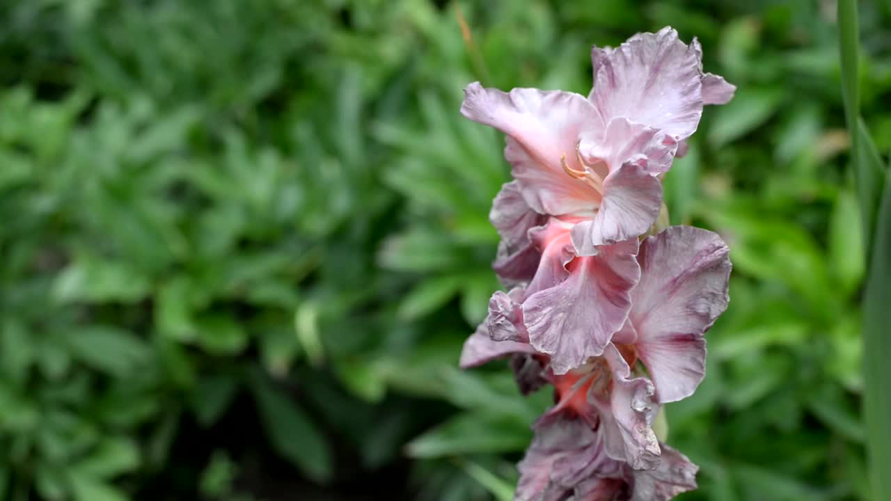 剑兰花，品种名大理石女神。特写镜头视频素材