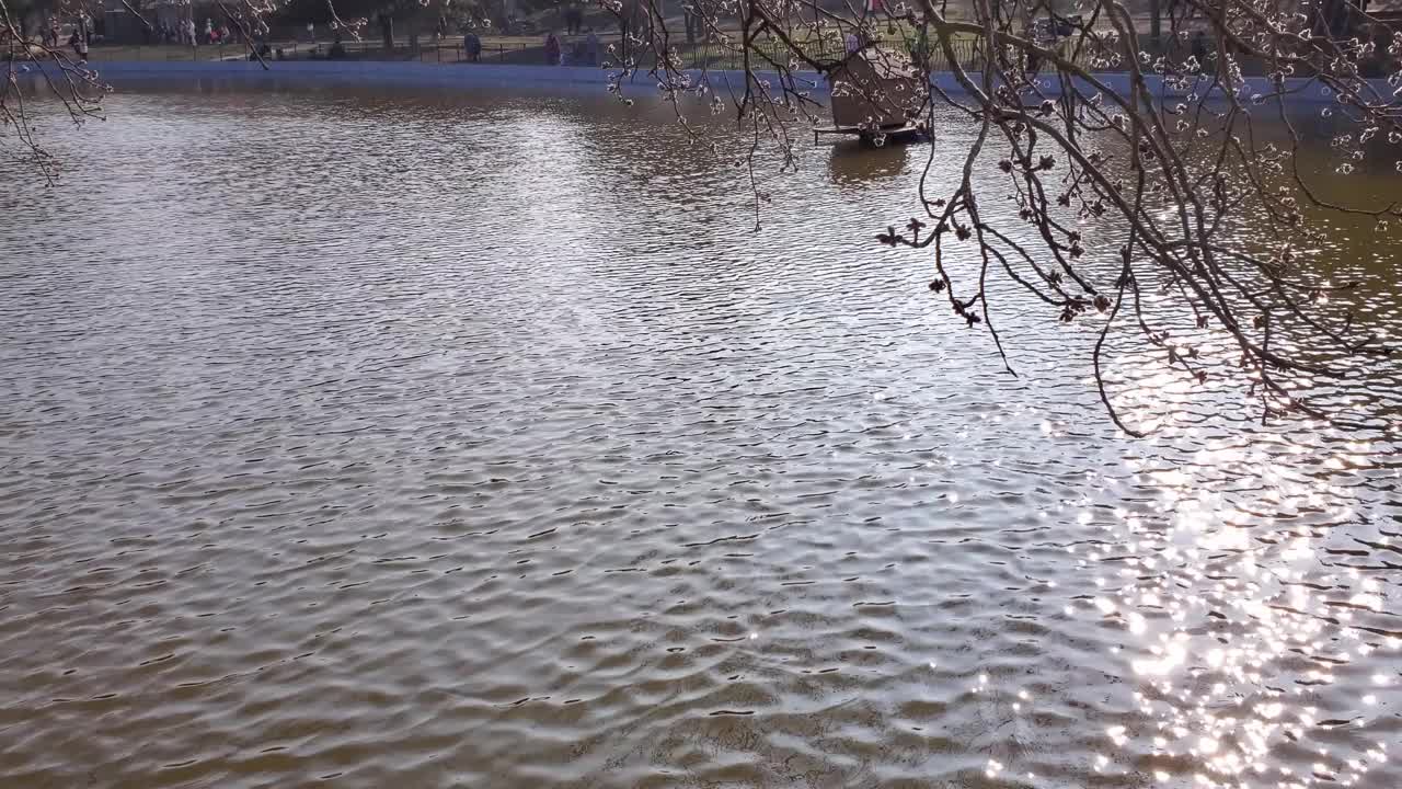 在阳光明媚的日子里欣赏池塘景观视频素材