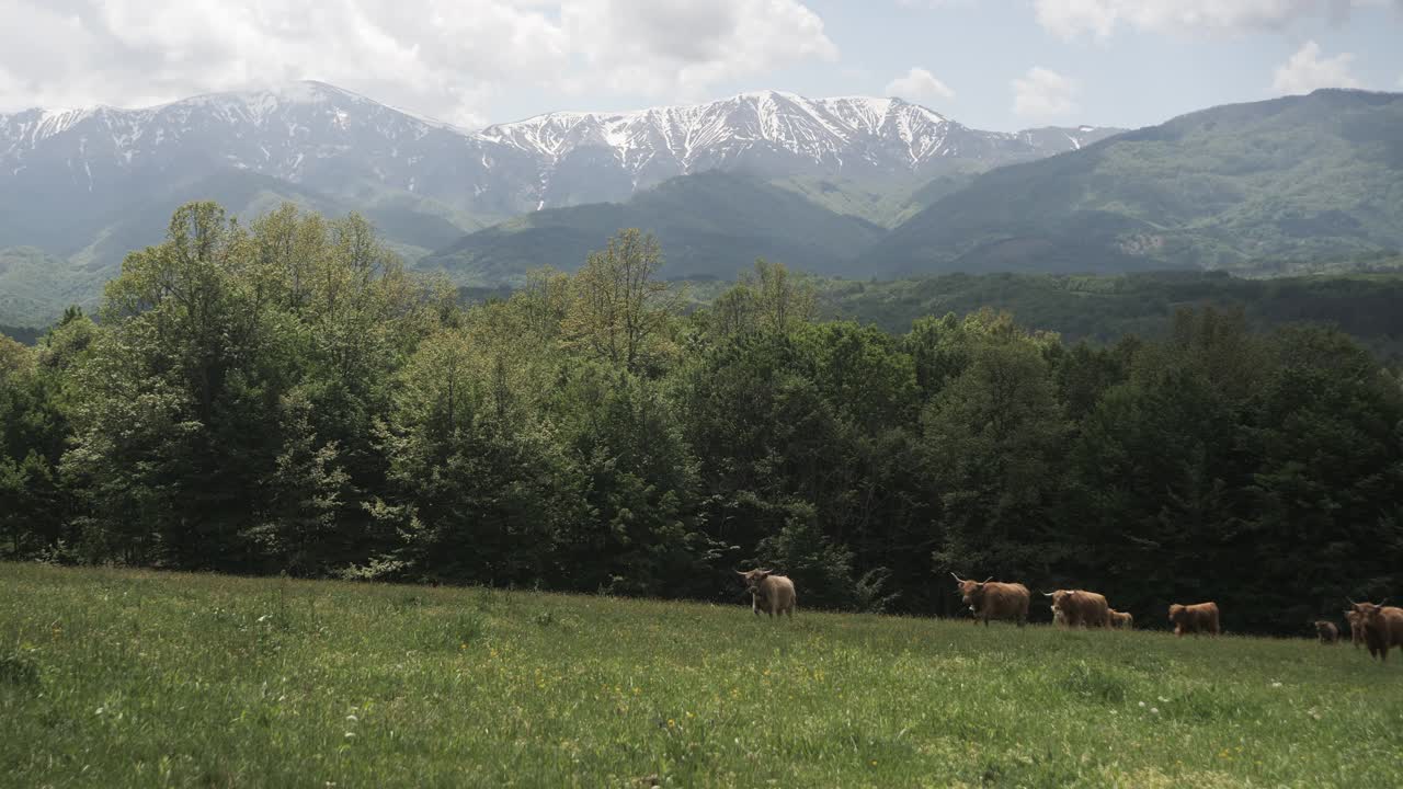 苏格兰山区的牛群。视频素材