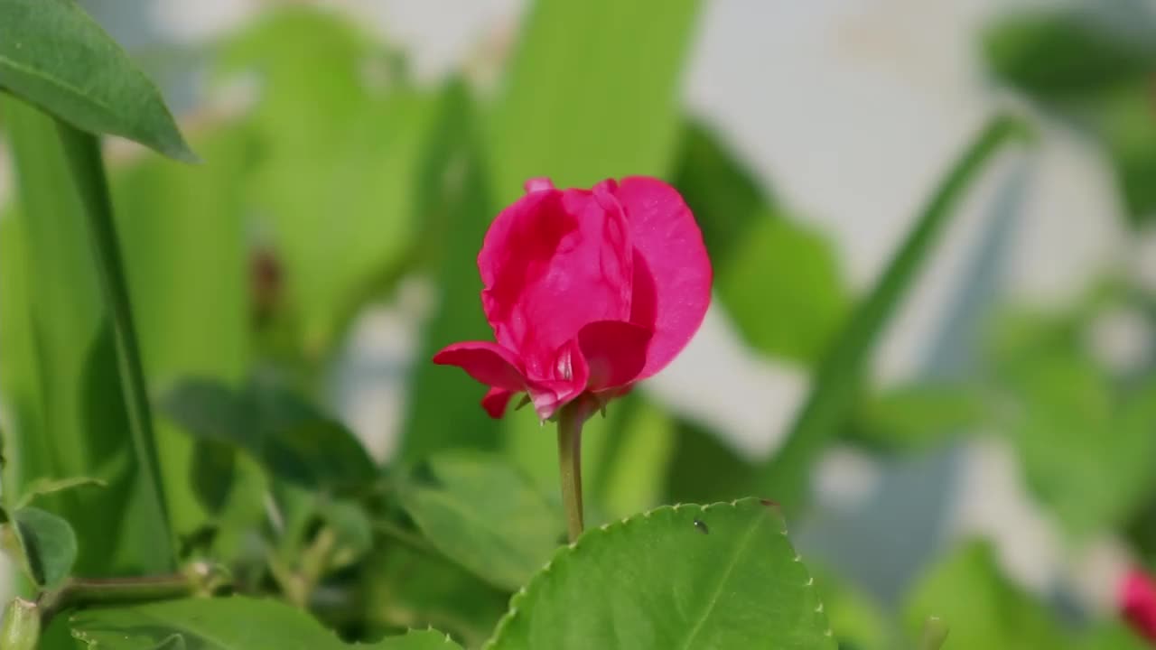 凤仙花在清晨的风中摇曳视频素材