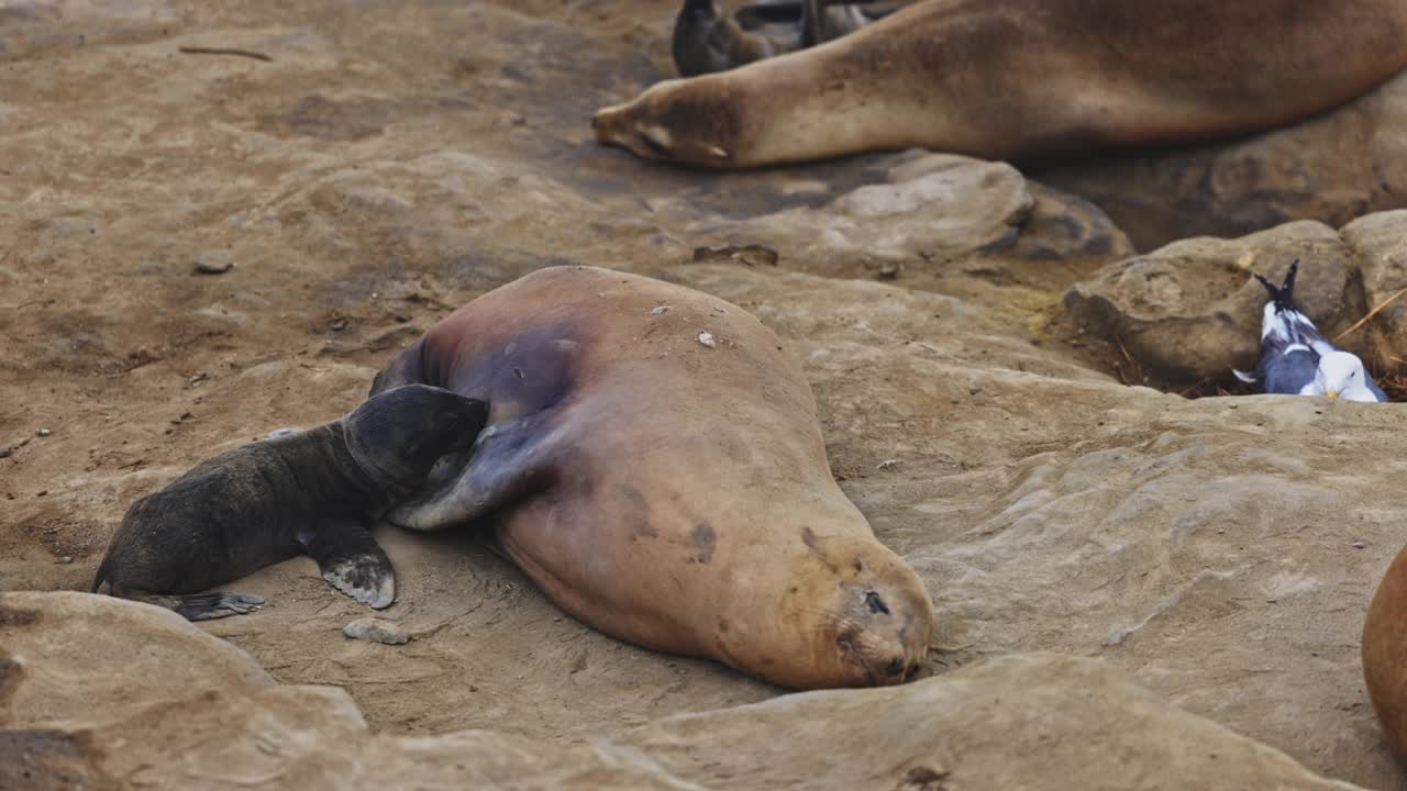 拉霍亚海豹视频素材