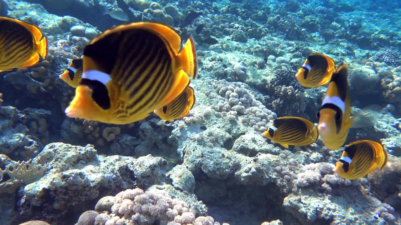 珊瑚鱼-红海浣熊蝴蝶鱼(fasciatus) 4K视频剪辑视频素材