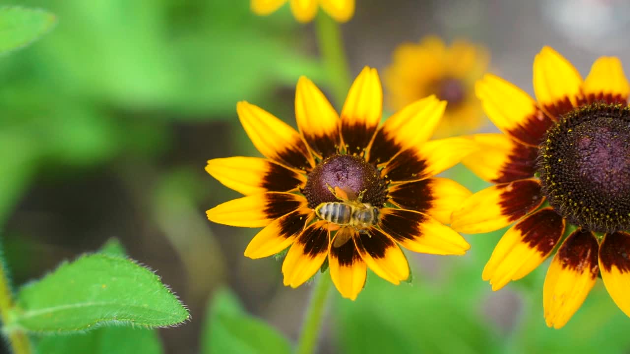 在夏日阳光明媚的花园里，辛勤劳作的小蜜蜂从黄色的红蕊花上采集花粉。视频素材