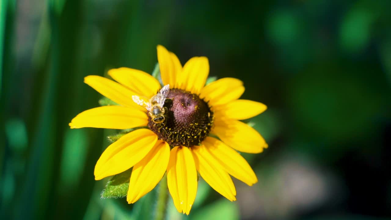 在夏日阳光明媚的花园里，辛勤劳作的小蜜蜂从黄色的红蕊花上采集花粉。视频素材