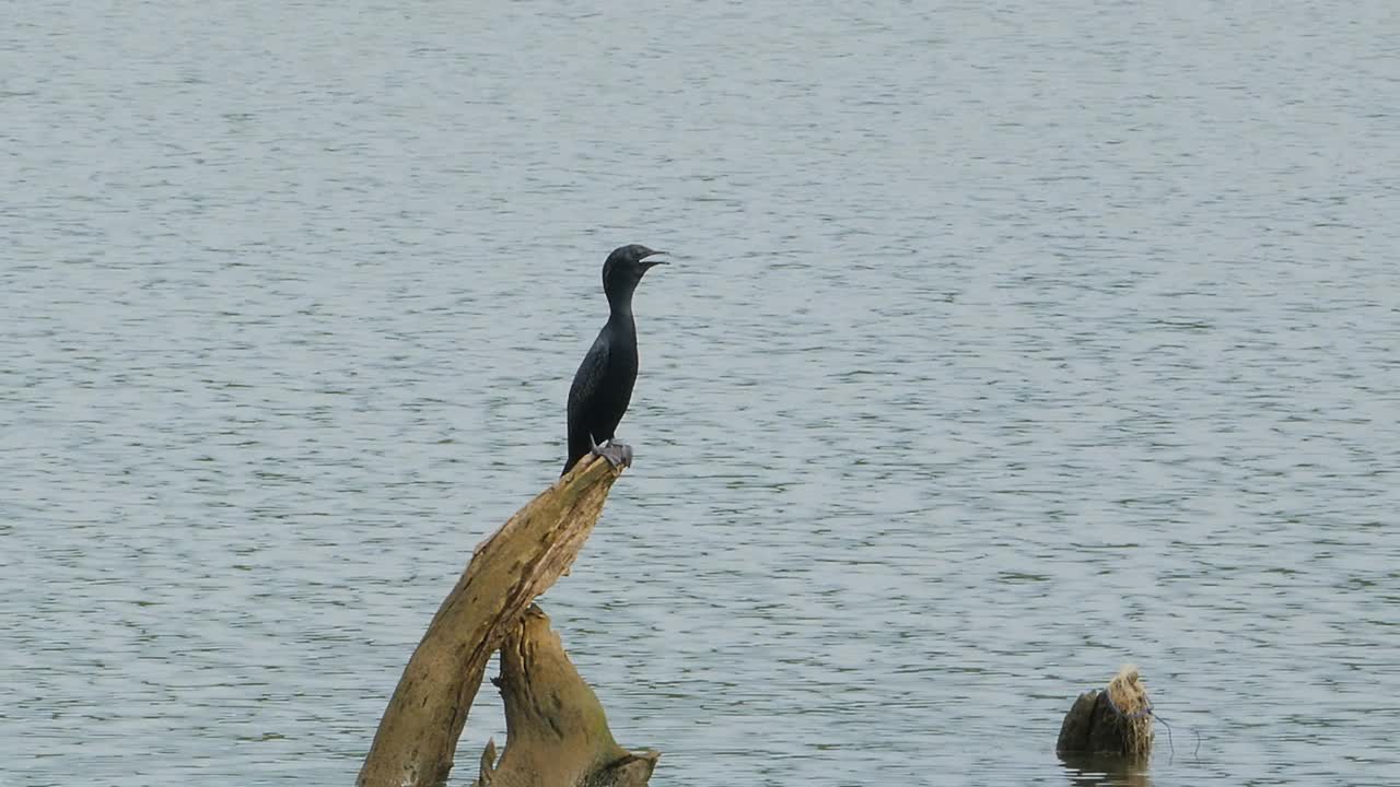 湿地里的鸬鹚。视频素材