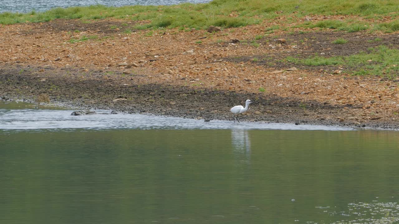 小白鹭在湿地觅食。视频素材